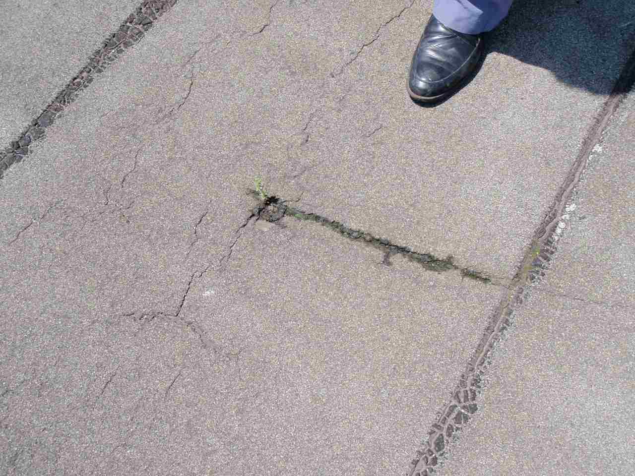 アスファルト露出防水が切れて水が入っている。一部植物の繁茂も見られる。