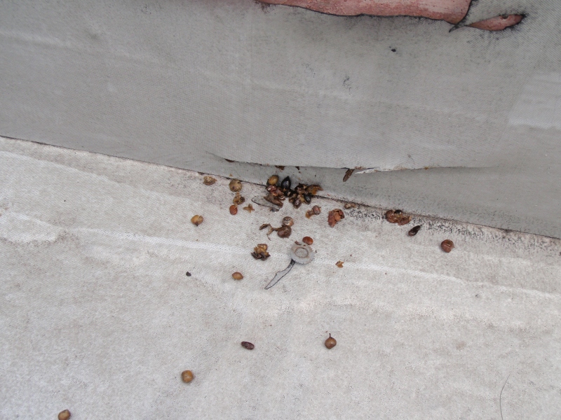 鳥害に遭ったとみられるゴムシート防水の立上り、下部をカッターで切ってみたら、植物の種がたくさん出てきた。鳥が運んできた種を、ストックするためにゴムシートに穴を開けて貯めていたものか。鳥の専門家でないので分からない。