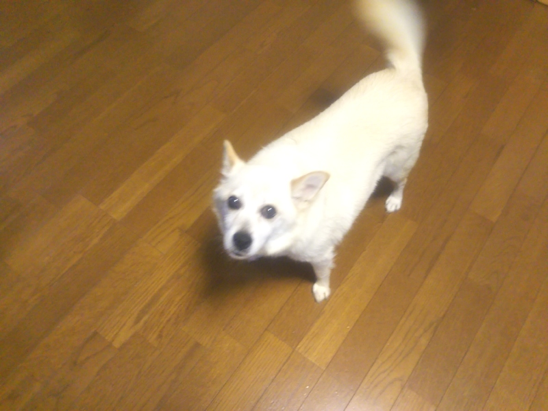 散歩に行く前の雑種犬ナナ？