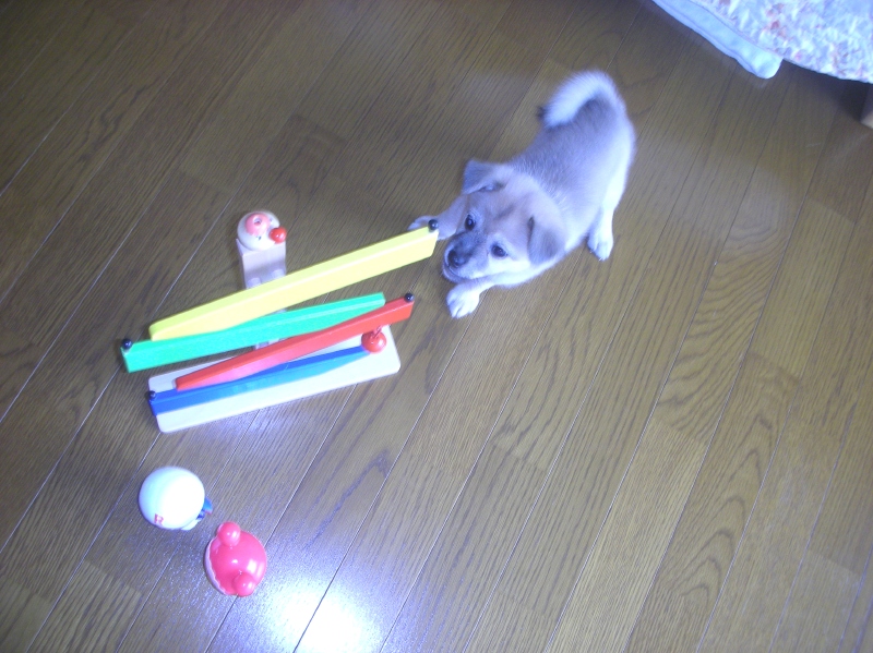 家に来て間もない雑種犬ナナ