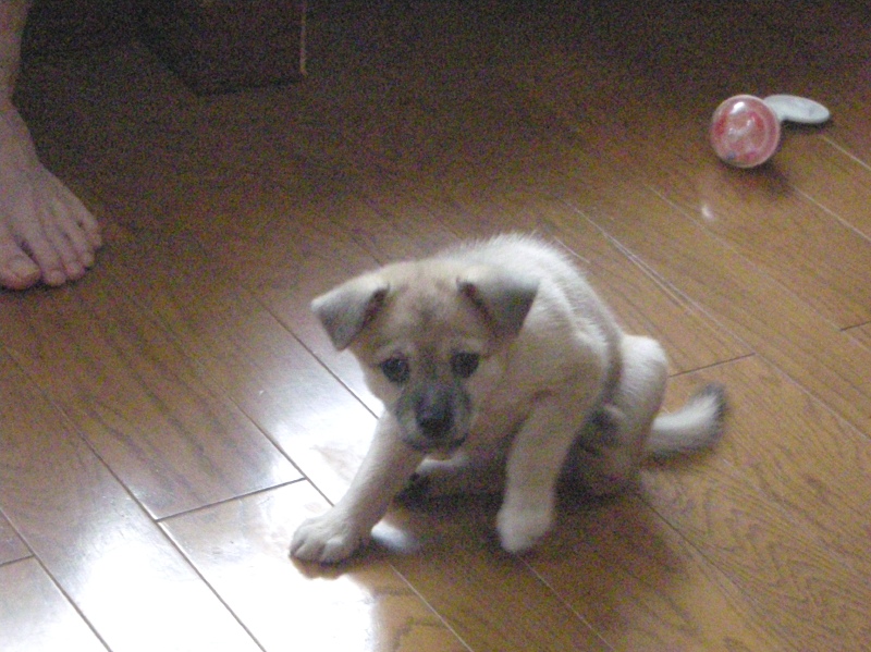 まだまだ小さなころの雑種犬ナナ