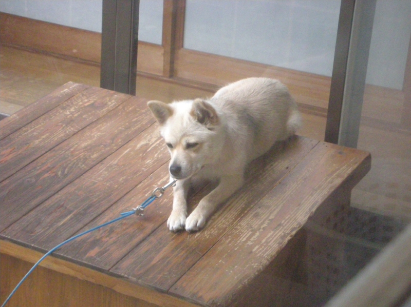 屋根の上の雑種犬ナナ