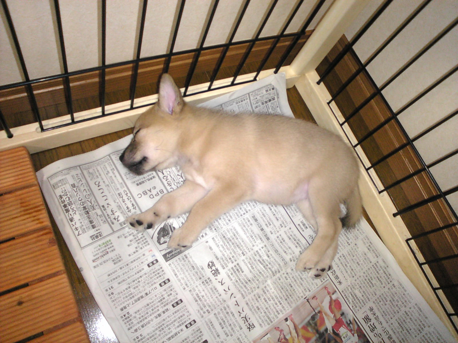 疲れて眠りこける雑種犬ナナ