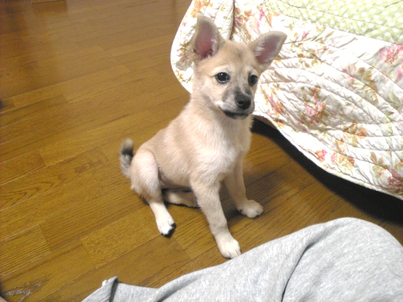 家も庭も好きな雑種犬ナナ