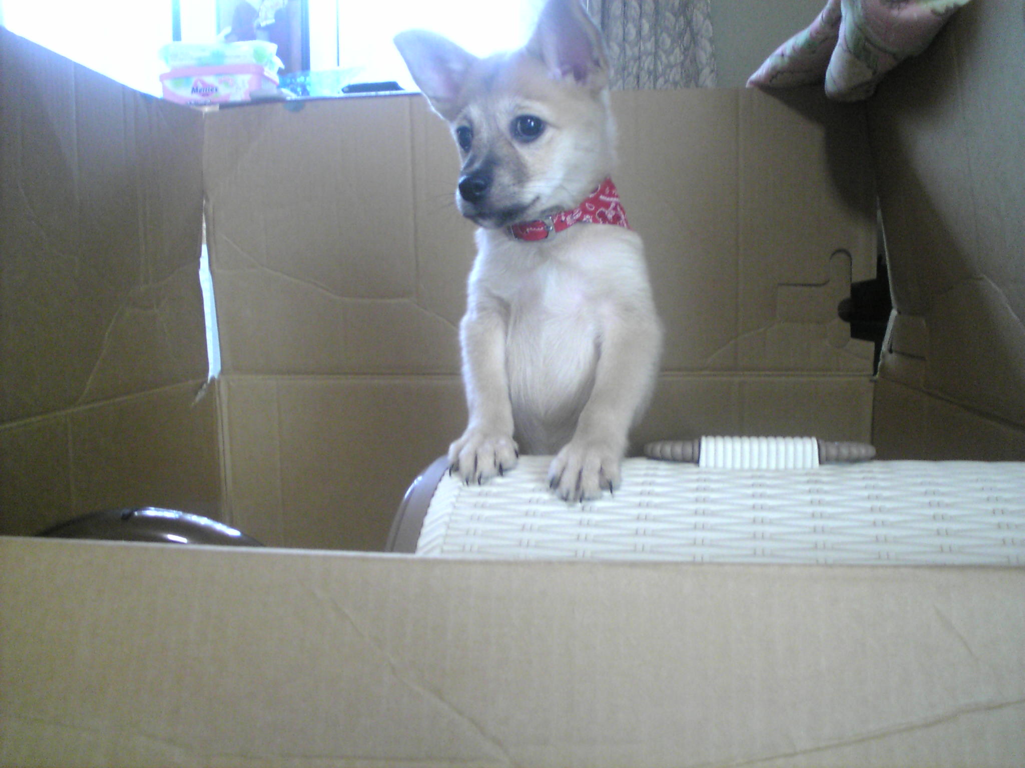 少し大きくなったころの雑種犬ナナ