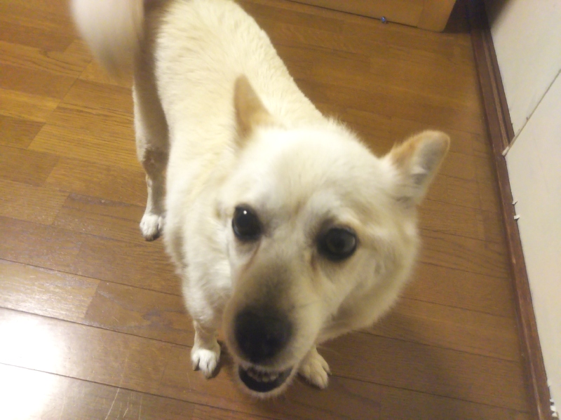 なんでも食べる雑種犬ナナです。