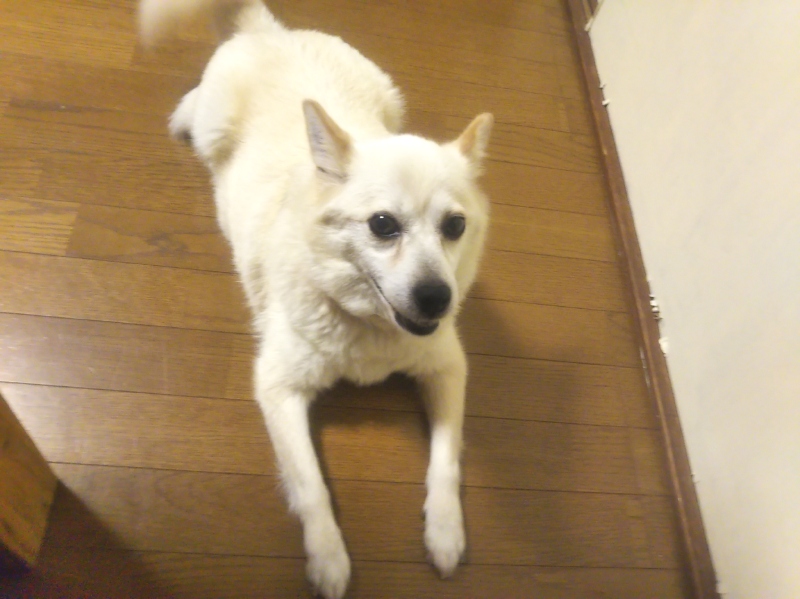 とりあえずシッポを振る雑種犬ナナ