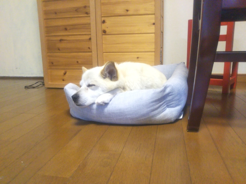 雑種犬ナナ、疲れて就寝中。