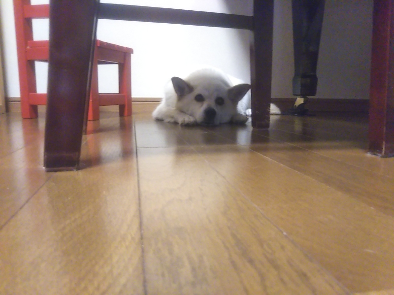 へたくそな爪切りが嫌いな雑種犬ナナ