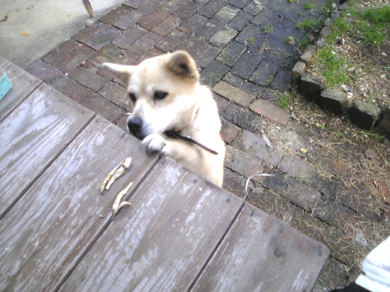 雑種犬ナナ　屋根の上のおやつが欲しい