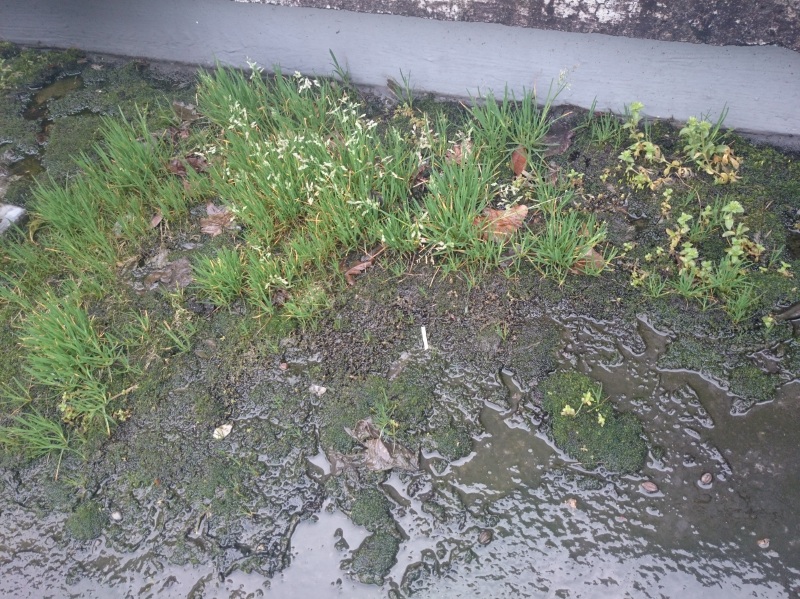 排水ドレインにたまった汚泥に生えた植物。