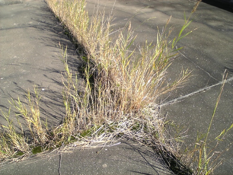 押えコンクリートの目地から生える植物。