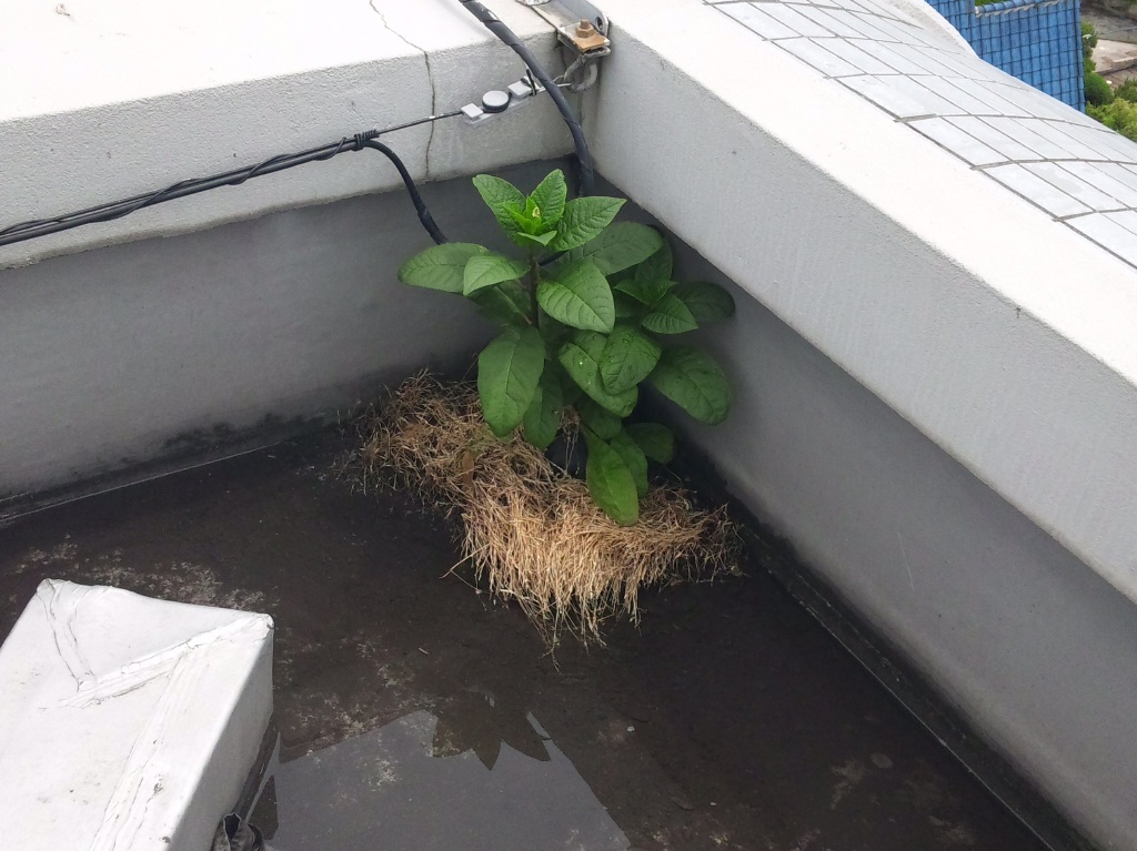 ドレイン付近の水下（みずしも）にたまった汚泥と、植物の繁茂