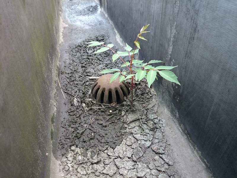 排水ドレイン付近に生えている植物。詳しく知らないが、大きくなりそうな気がする。