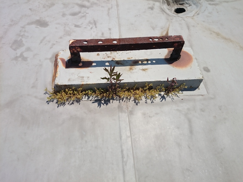 植物の繁茂。以前給水で使用されていた架台は、防水層が破断していた