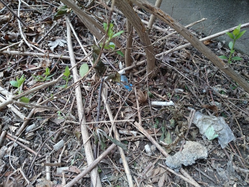 足場撤去後の植え込み内の様子。ごみに紛れてタバコの吸い殻がたくさん落ちていた。